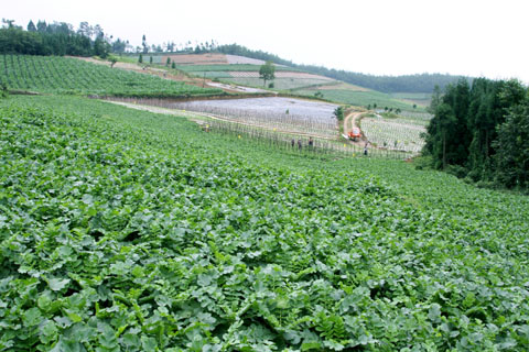 豐都樹(shù)人鎮(zhèn)：萬(wàn)畝榨菜鼓起了村民腰包